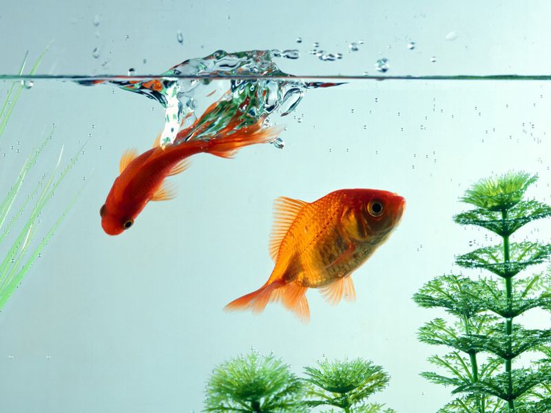 Aquatic Monitoring System featured image
