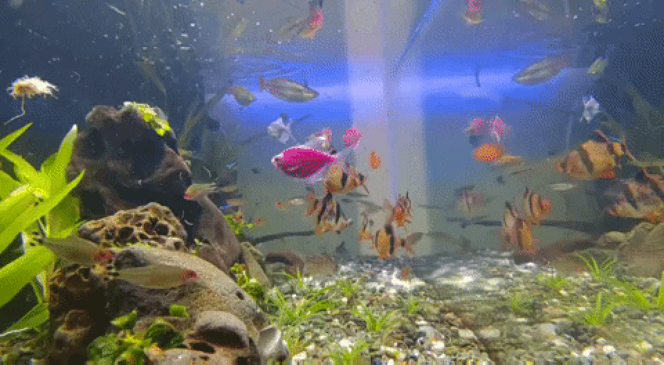 Aquatic Monitoring System demonstration